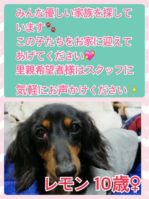 今日のワンコキャスト🐶